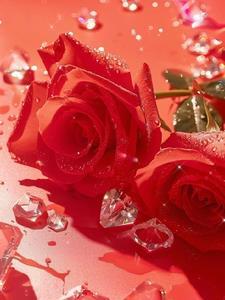 玫瑰人生分集剧情介绍