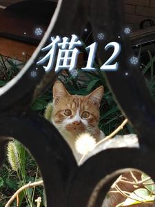 猫12斤胖不胖