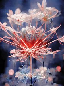 综影视:到不了的彼岸花